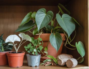 plantes stimulantes pour la libido : lesquelles choisir ?